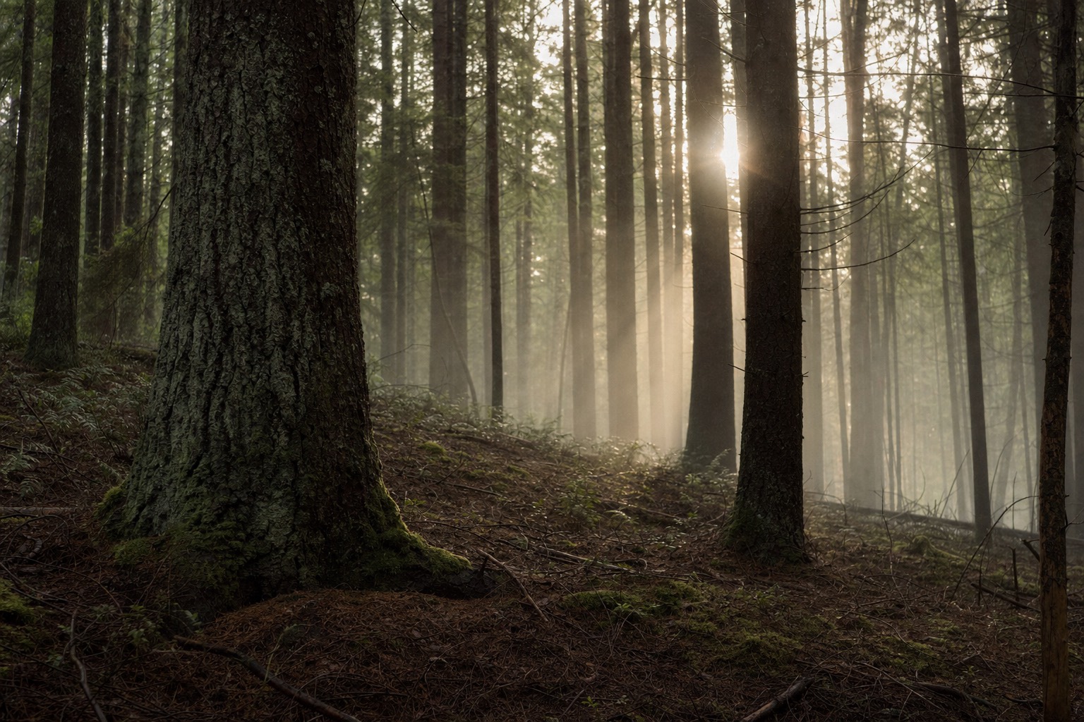 Morning light moving through a stand of pine